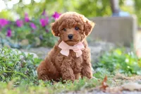 Jane, a female Poodle - Miniature  for sale in Sugarcreek, OH – 5 of 7