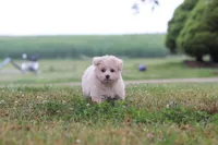 Nora, a female Maltipoo for sale in Sugarcreek, OH – 6 of 10