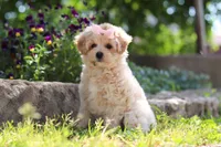 Penny, a female Maltipoo for sale in Sugarcreek, OH – 8 of 10