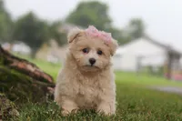 Nora, a female Maltipoo for sale in Sugarcreek, OH – 5 of 10