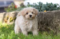 Piper, a male Maltipoo for sale in Sugarcreek, OH – 3 of 9
