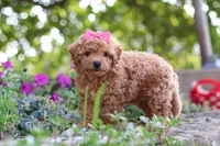 Janika, a female Poodle - Miniature  for sale in Sugarcreek, OH – 6 of 10