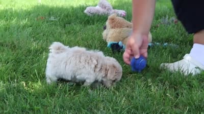 Poppie, a female Maltipoo for sale in Sugarcreek, OH – 8 of 9