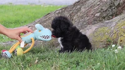 Pretzel, a female Maltipoo for sale in Sugarcreek, OH – 8 of 8