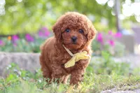 Jance, a male Poodle - Miniature  for sale in Sugarcreek, OH – 2 of 10