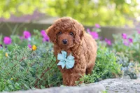 Jude, a male Poodle - Miniature  for sale in Sugarcreek, OH – 5 of 9
