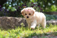Penny, a female Maltipoo for sale in Sugarcreek, OH – 3 of 10