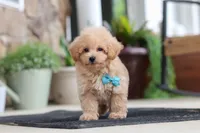 Kenny, a male Maltipoo for sale in Sugarcreek, OH – 2 of 7