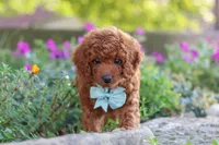 Jude, a male Poodle - Miniature  for sale in Sugarcreek, OH – 2 of 9