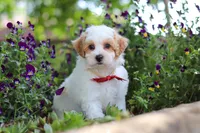 Joey, a male Maltipoo for sale in Sugarcreek, OH – 2 of 8