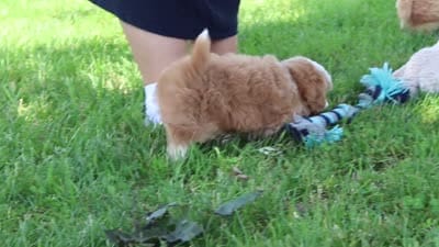 Jewel , a female Maltipoo for sale in Sugarcreek, OH – 5 of 5