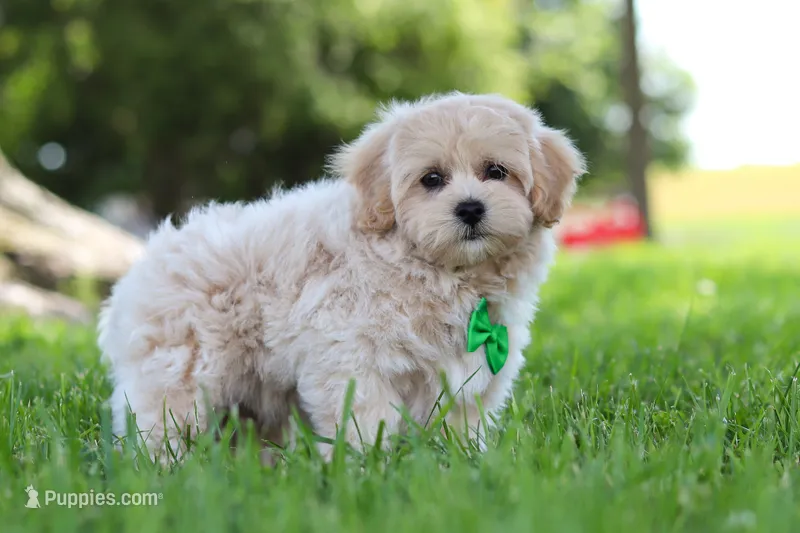 Karl – Maltipoo puppy for sale in Sugarcreek, OH