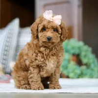 Linda, a female Poodle - Miniature  for sale in Sugarcreek, OH – Photo 3 of 5