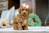 Linda, a female Poodle - Miniature  for sale in Sugarcreek, OH – Photo 3 of 5