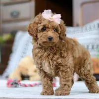 Linda, a female Poodle - Miniature  for sale in Sugarcreek, OH – Photo 5 of 5