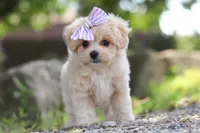 Poppie, a female Maltipoo for sale in Sugarcreek, OH – 6 of 9