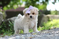 Poppie, a female Maltipoo for sale in Sugarcreek, OH – 4 of 9