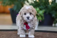 Keith, a male Maltipoo for sale in Sugarcreek, OH – Photo 6 of 6