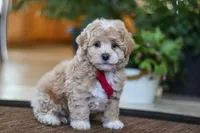 Keith, a male Maltipoo for sale in Sugarcreek, OH – Photo 1 of 6