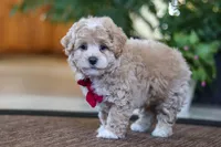 Keith, a male Maltipoo for sale in Sugarcreek, OH – Photo 5 of 6