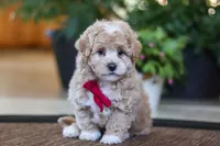 Keith, a male Maltipoo for sale in Sugarcreek, OH – Photo 2 of 6