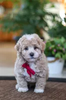 Keith, a male Maltipoo for sale in Sugarcreek, OH – Photo 3 of 6