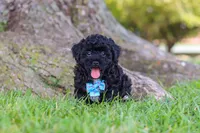 Cookie, a male Maltipoo for sale in Sugarcreek, OH – 4 of 6
