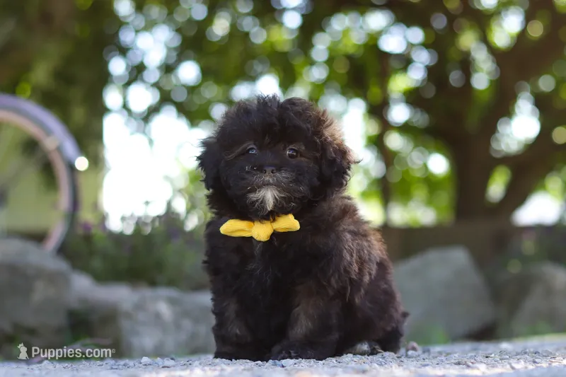 Troy – Shihpoo puppy for sale in Sugarcreek, OH