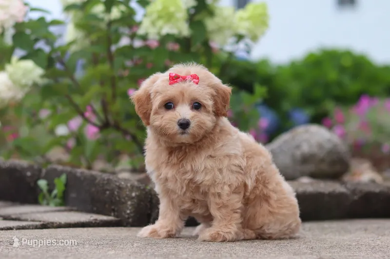 Nellie – Maltipoo puppy for sale in Sugarcreek, OH