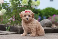 Nellie, a female Maltipoo for sale in Sugarcreek, OH – 1 of 8
