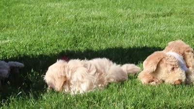 Trandon, a male Shihpoo for sale in Sugarcreek, OH – 6 of 6