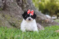 Smore, a female Maltipoo for sale in Sugarcreek, OH – 5 of 8