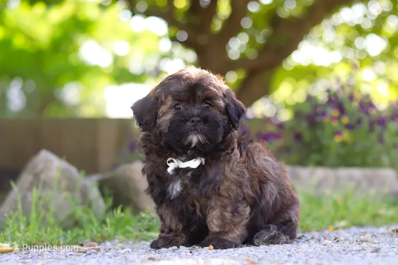 Trocksus – Shihpoo puppy for sale in Sugarcreek, OH