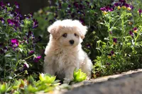 Piper, a male Maltipoo for sale in Sugarcreek, OH – 7 of 9