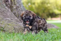 Chip, a male Maltipoo for sale in Sugarcreek, OH – 1 of 7