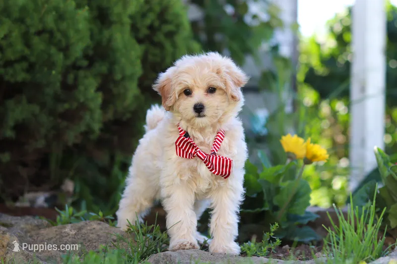 Penny – Maltipoo puppy for sale in Sugarcreek, OH