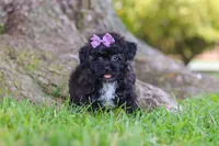 Pretzel, a female Maltipoo for sale in Sugarcreek, OH – 3 of 8