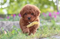 Jance, a male Poodle - Miniature  for sale in Sugarcreek, OH – 7 of 10