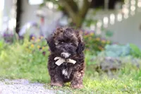 Tyler, a male Shihpoo for sale in Sugarcreek, OH – 6 of 8