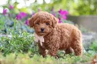 Jane, a female Poodle - Miniature  for sale in Sugarcreek, OH – 4 of 7