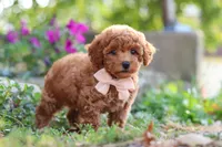 Jane, a female Poodle - Miniature  for sale in Sugarcreek, OH – 2 of 7