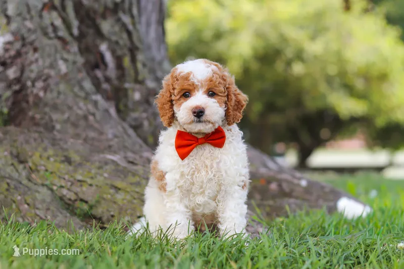 Brently – Poodle - Miniature  puppy for sale in Sugarcreek, OH