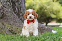 Brently, a male Poodle - Miniature  for sale in Sugarcreek, OH – 1 of 6