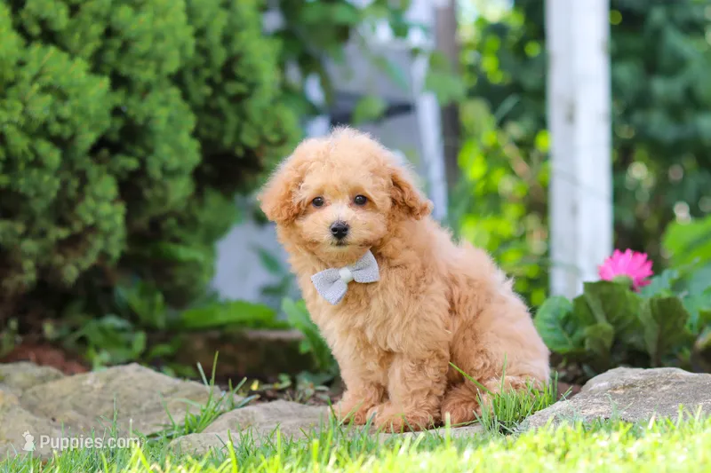 Kevin – Maltipoo puppy for sale in Sugarcreek, OH