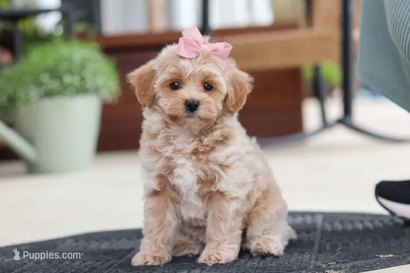 Kelly – Maltipoo puppy for sale in Sugarcreek, OH
