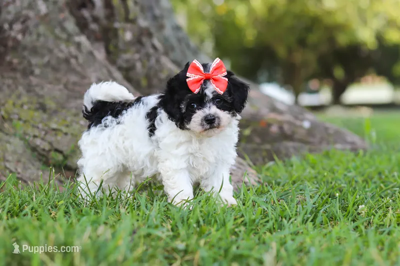 Smore – Maltipoo puppy for sale in Sugarcreek, OH