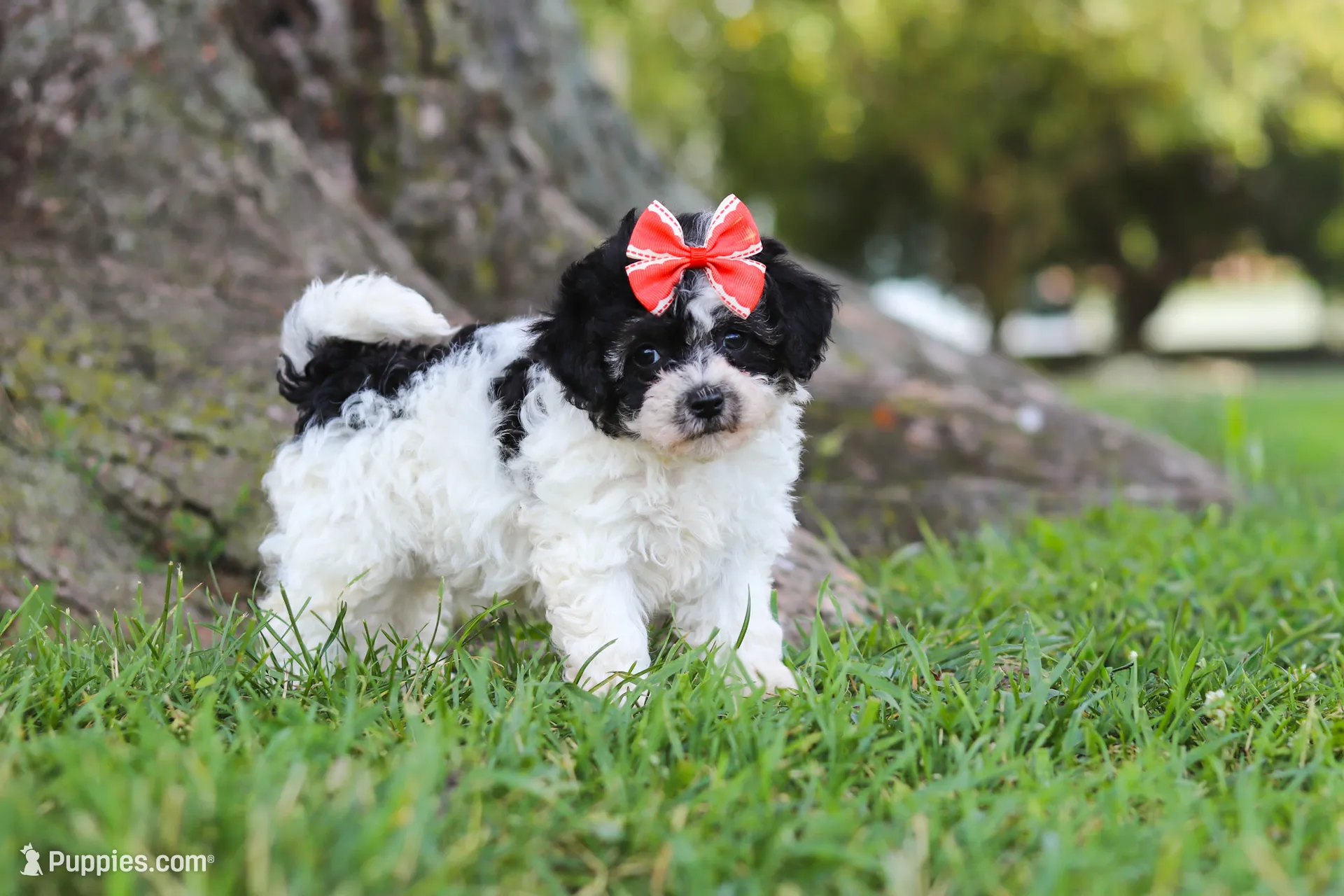 Smore – Maltipoo Puppy for Sale in Sugarcreek, OH | Puppies.com