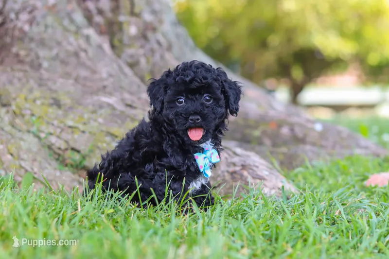 Cookie – Maltipoo puppy for sale in Sugarcreek, OH