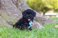 Cookie, a male Maltipoo for sale in Sugarcreek, OH – 1 of 6