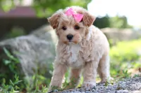 Peanut, a female Maltipoo for sale in Sugarcreek, OH – 6 of 9